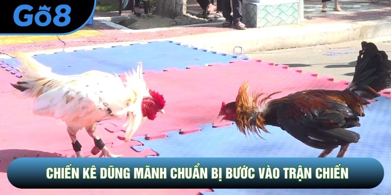 Chiến kê dũng mãnh chuẩn bị bước vào trận chiến Chiến kê dũng mãnh chuẩn bị bước vào trận chiến