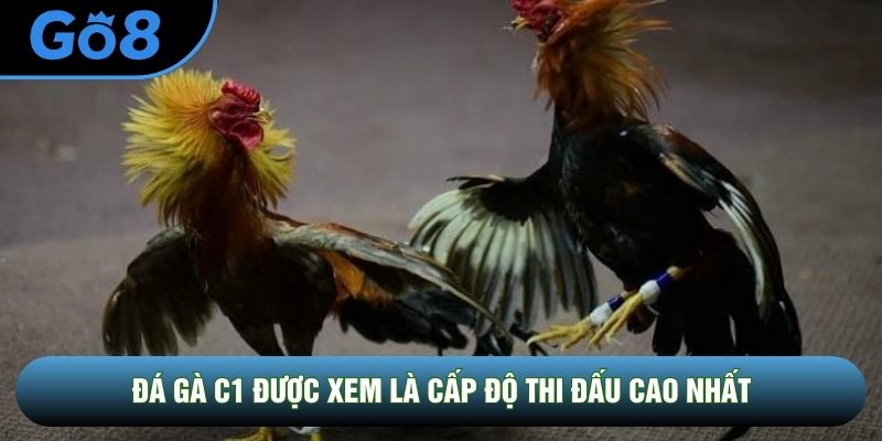 Đá gà C1 được xem là cấp độ thi đấu cao nhất