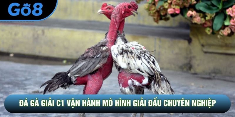 Đá gà giải C1 vận hành mô hình giải đấu chuyên nghiệp