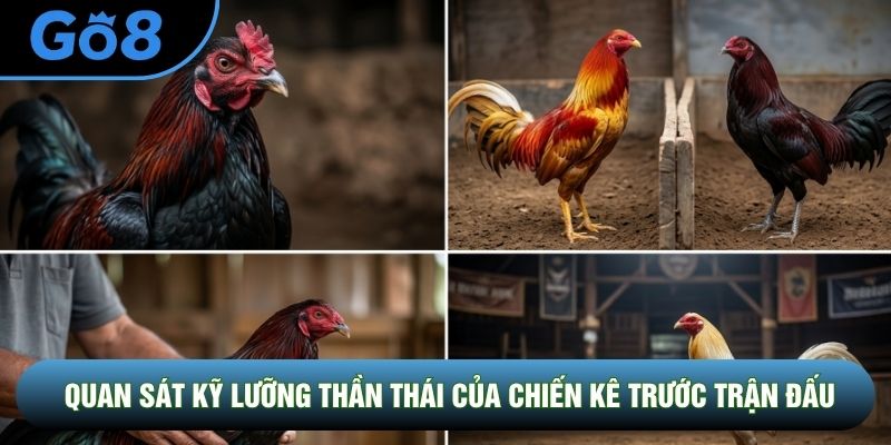 Quan sát kỹ lưỡng thần thái của chiến kê trước trận đấu Quan sát kỹ lưỡng thần thái của chiến kê trước trận đấu