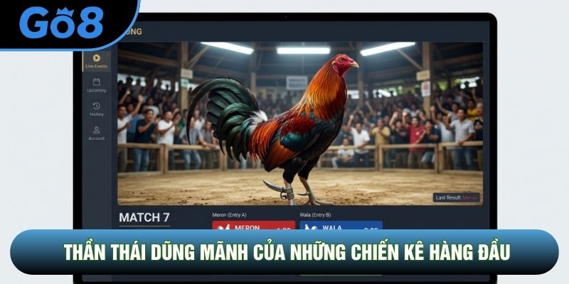 Thần thái dũng mãnh của những chiến kê hàng đầu