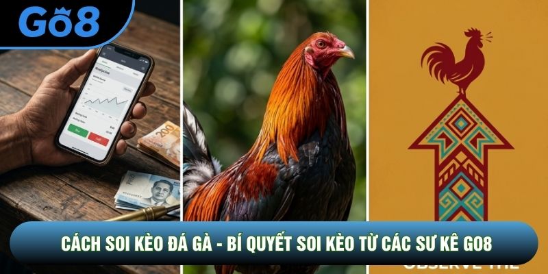 Cách Soi Kèo Đá Gà - Bí Quyết Soi Kèo Từ Các Sư Kê Go8