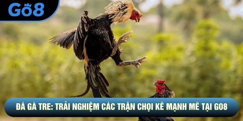 Đá Gà C1: Sân Chơi Đỉnh Cao Của Giới Chọi Kê Tại Go8